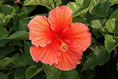 2.5D横向卷轴动作角色扮演游戏《Mandragora》开启预购 原价152元